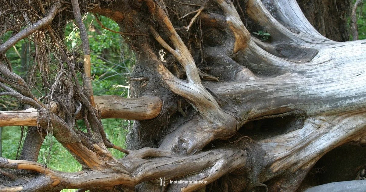 Install Roots Guide - Install Manual