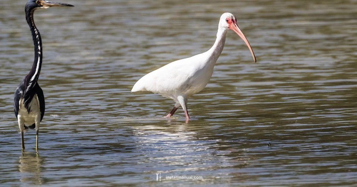 Solo Cayo Perico Setup - Install Manual