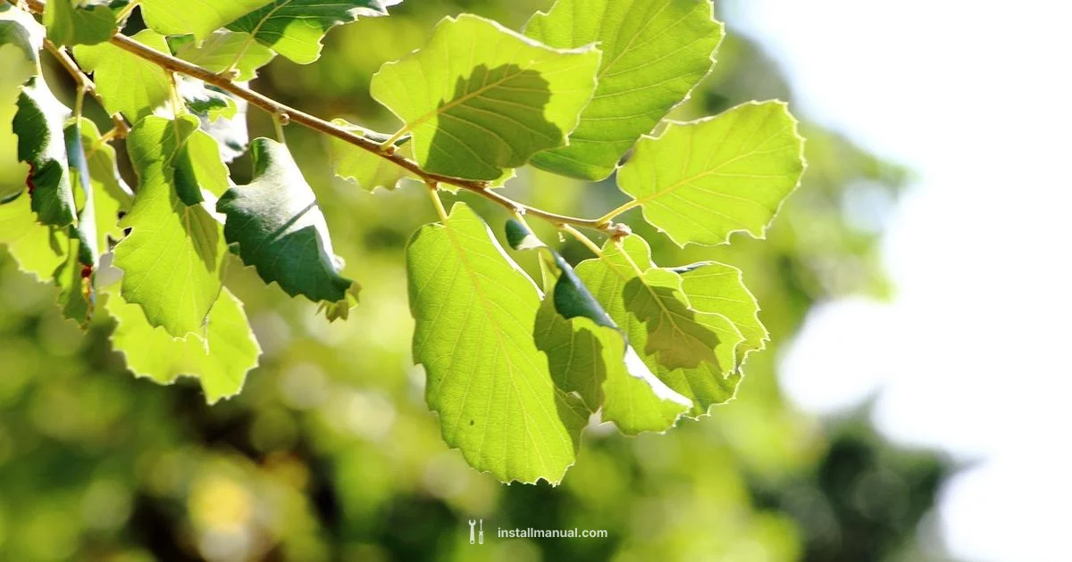 Install Fonts in Photoshop - Install Manual