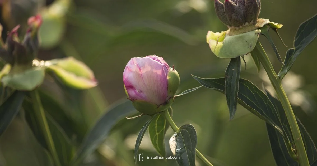 ADHD and Menopause Guide - Install Manual