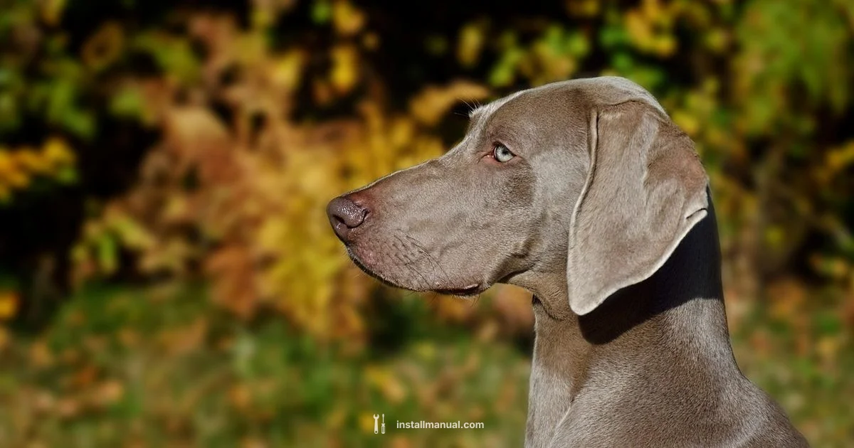 Underground Dog Fence Setup - Install Manual